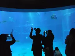 P131 Aquarium